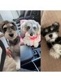 ミキ(Miki) ミニチュアシュナウザー3匹と暮らしてます♪