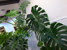 アイリス ヘアデザイン(IRIS HAIR DESIGN)の雰囲気（お店に入ると大きな観葉植物がお出迎え！）