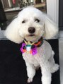 ヘアーサロン ジュピター(HAIR SALON Jupiter) 愛犬チャオ