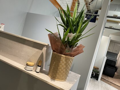 コット(cotto)の写真