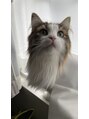 タネ(tane.)&nbsp;飼い猫のむぎちゃん３歳