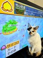 アイノア ルミナス 本山(AInoa Luminous)&nbsp;保護猫ぽんず5歳です☆テレビの前で邪魔するのが得意です笑