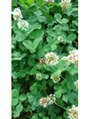 グリーンルーム(green room)&nbsp;野草。ここまでくると豪快だ。自然の生命力を感じる。