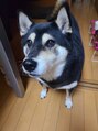 ブランコジーサウス(BLANCO G South)&nbsp;黒柴のオニクちゃん♪