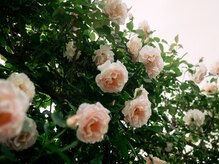 ナイーマ(NAIMa)の雰囲気（植物が目立つ外観です。）