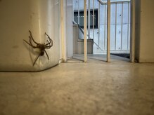 サイ(SAI)の雰囲気(*)