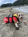 ルースヘアー(luz hair)&nbsp;愛犬と一緒に海キャンプに行ってきました♪