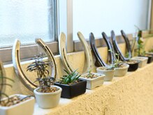 エンジュの雰囲気（石）