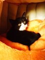 美容院 心花 トキメキ 大切な家族、どんべぇ~くん。