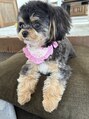 リゾナ ビューティパーク 前橋店(Rezona Beauty Park)&nbsp;愛犬ティアです！甘えん坊なチワワ×プードルの女の子です。
