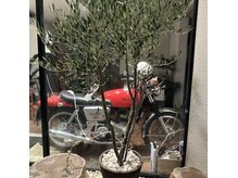 ページボーイの雰囲気（オリーブの木と真っ赤なバイクが目印です）