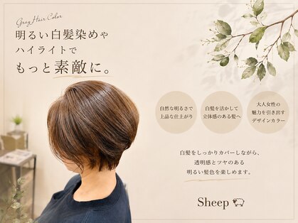 シープ(Sheep)の写真
