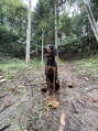 ラルナ(La luna) セッター飼ってますU^ェ^U