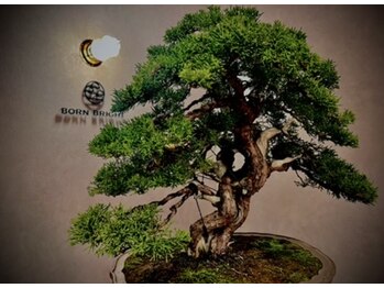 BORNBRIGHT【ボーンブライト】