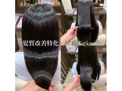 ジェルベーラ(Gerbera)の写真