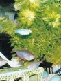 ピーウェーブ(P WAVE) 熱帯魚が好きです。特に小さいお魚ですね。