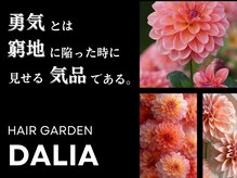 ダリア(Dahlia)の雰囲気（辛い時もありました。力をくれたのは、今僕の周りにいる人たち。）