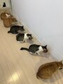 アロス ヘアー(Aross hair)&nbsp;保護猫を6匹飼っています♪猫好きさん待ってます！