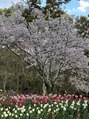 フリー(free) 季節の桜を見に行くのが大好きです♪