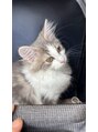 タネ(tane.)&nbsp;飼い猫のごまくん４ヶ月