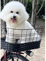 ガーフィー(garfy)&nbsp;ビションフリーゼのカットが得意です(*^o^*)