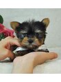 ビバーチェ 私の新しい家族です。ポポちゃんです(^^♪
