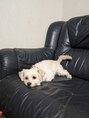 月と風 長良店 チワワとトイプードルのミックス3歳です。元気いっぱいの女のコ