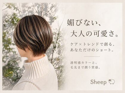 シープ(Sheep)の写真