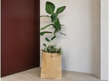 コット(COTTO)の雰囲気(緑の多い店内になってます。一宮市/パーマ)