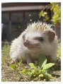 フルール(fleur) ハリネズミが大好きです♪
