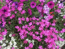 サロンドみなみの雰囲気（春のお花）