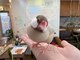 オリーブの家の写真