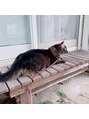 美容室 タカモト(TAKAMOTO) 我が家のねこちゃん♪お散歩大好きおとちゃん