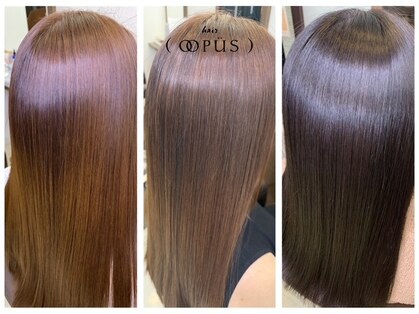 ヘアーオーパスの写真