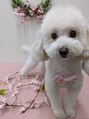 シャル 平塚(shalu)&nbsp;わんちゃん飼ってます！