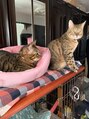 ヘアーイチヨンイチ(Hair 141) 実家でベンガル猫を2匹飼ってます。