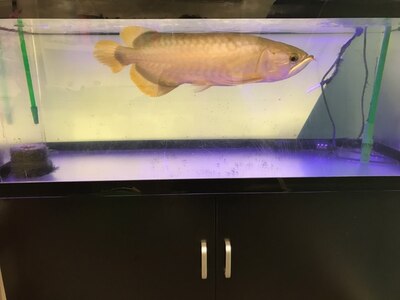 熱帯魚（アロワナ）が優雅に泳いでおります！