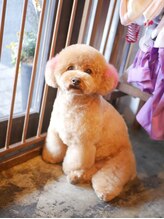 ガーフィー(garfy)&nbsp;カットシャンプーとカラーリング