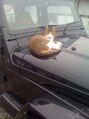 カミユイ(Kamiyui) 塗装したばかりの車上に猫様が・・・・ゆるす!!!