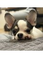 モニ(moni) チワワを飼ってます!ペットトークも是非!