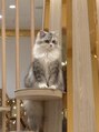 アース 土気あすみが丘店(HAIR&MAKE EARTH)&nbsp;猫カフェで出会っためっちゃ可愛い猫ちゃん