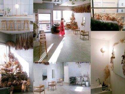 ミント(mint)の写真