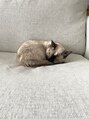 ヌーヴェル(nouvelle)&nbsp;愛猫3匹飼ってます！毎日癒されてます♪