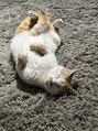 パウダーテラ(Powder tera) 愛猫のミー君です♪