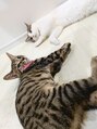アウリイバイイルヘアー(Aulii by illu hair) 保護猫ちゃんの男の子&女の子と暮らしてます！