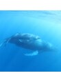 エニィ 池袋西口(Any) 奄美大島や御蔵島でクジラやイルカと泳ぎます