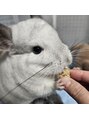 ユー(yu) うちにはチンチラがいます!白くてモフモフしてて癒されます!