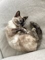 リュンヌ(Lune) 愛猫3匹に毎日癒されてます(^^)