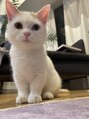 ソラス 緑地公園店(SOLAS) 愛猫のマンチカンのオッドアイのおもち♪