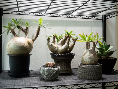 風変わりな植物達も、皆様のご来店をお待ちしています♪